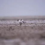 Voslapper Seeluft