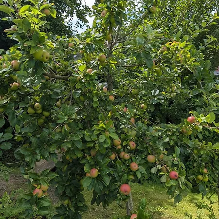 Voslapper Seeluft Βίλχελμσχαφεν